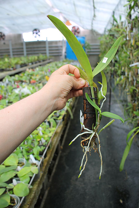 Cattleya maxima coerulea 'Hector'.jpg