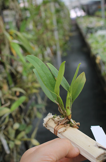 Rhynchocattleya Varut Startrack 'Golden Tiger'.jpg