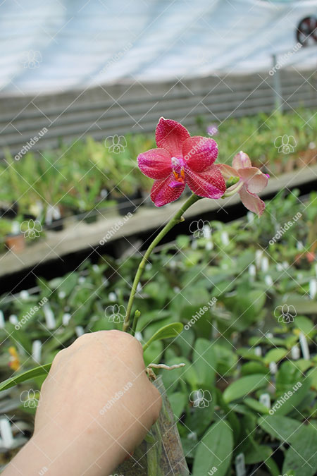 Phalaenopsis Mituo Sun 'Mituo#2' x Mituo King Bellina.jpg