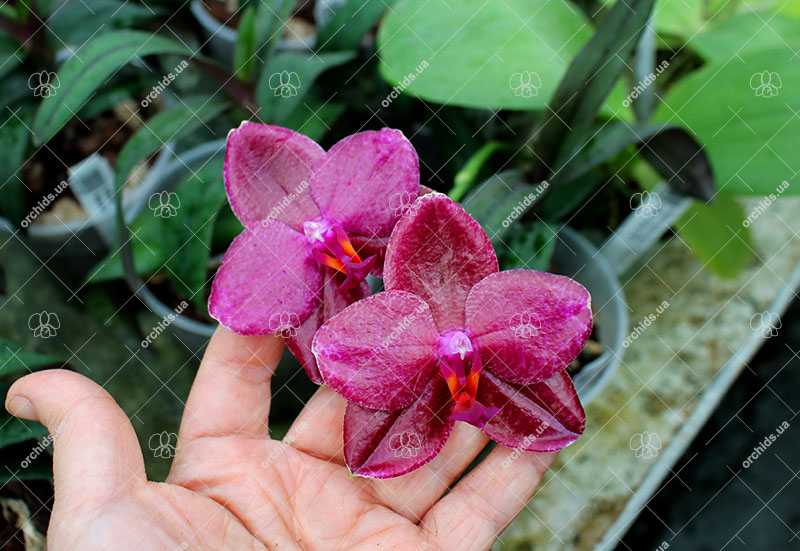 Phalaenopsis Mituo Sun 'Mituo #1' x Ld's Bear King 'RK-1'.jpg
