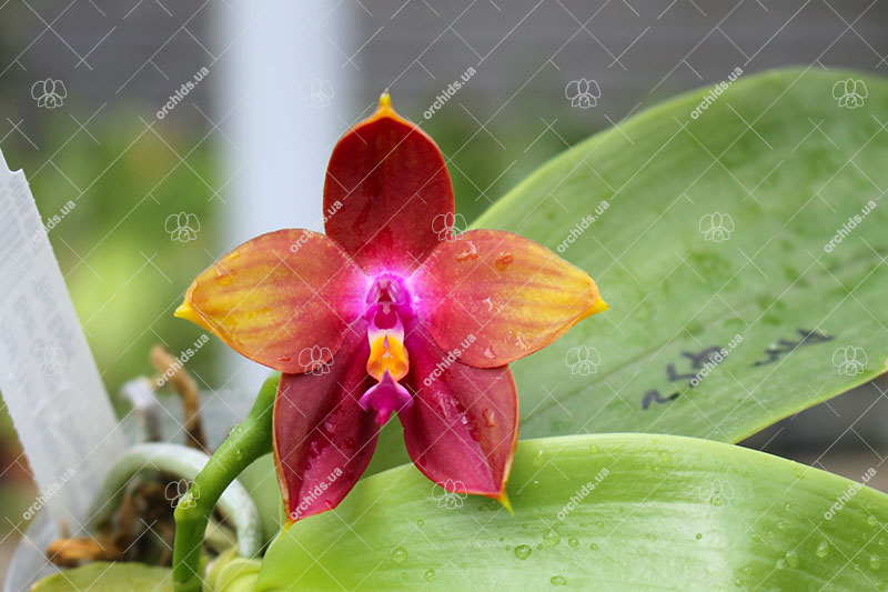 Phalaenopsis (Yin's Bellina Kaiulani x Ld's Bear Queen ) x Dragon Tree Eagle 'Red Eagle'.jpg
