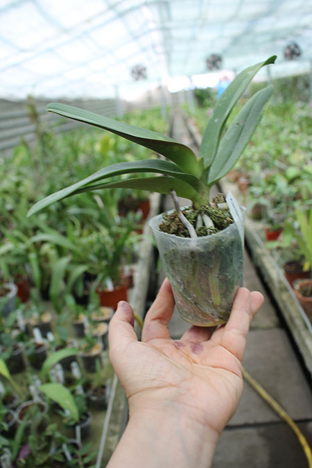 Doritaenopsis Lius Sakura KF.jpg