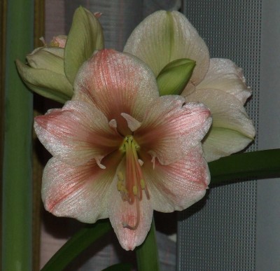 №2-вторая стрелка. Блеск на лепестках просто обалденный