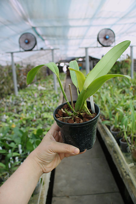 Cattleya mossiae coerulea.jpg