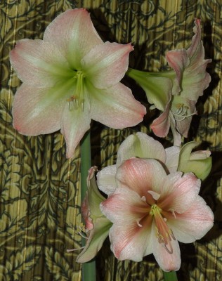 хорошенькие такие...