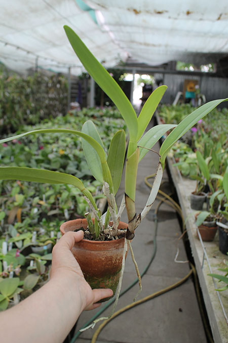 Cattleya labiata amesiana lineata 'AWZ' (Z-8) x Cattleya labiata amesiana lineata 'Pedra Azul'.jpg