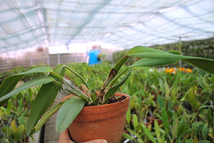 Cattleya jenmanii 'Boliva' x Cattleya jenmanii rubra 'Serra Negra'.jpg