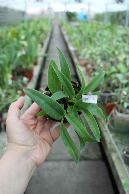 Sophrolaeliocattleya Cosmic Dekite.jpg