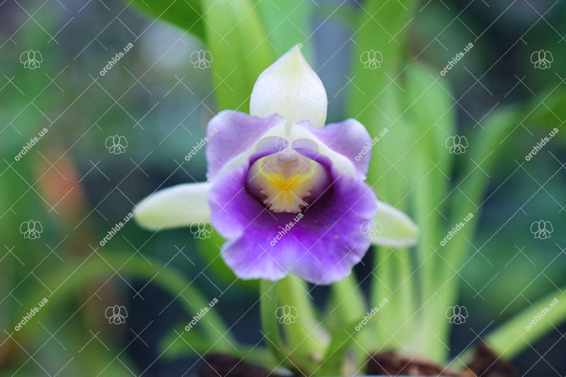 Cochleanthes discolor.jpg