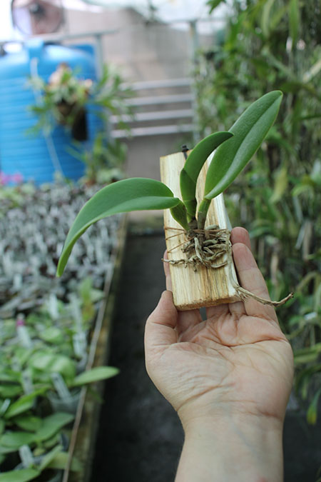 Rhyncholaeliocattleya Taiwan Chief Wine 'Van Gogh'.jpg