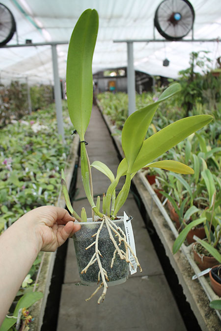 Cattleya trianae coerulea x SELF.jpg