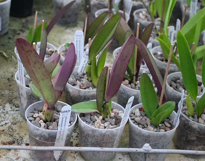 Cattleya warscewiczii ('Alexander's Var' x 'Michael'.jpg