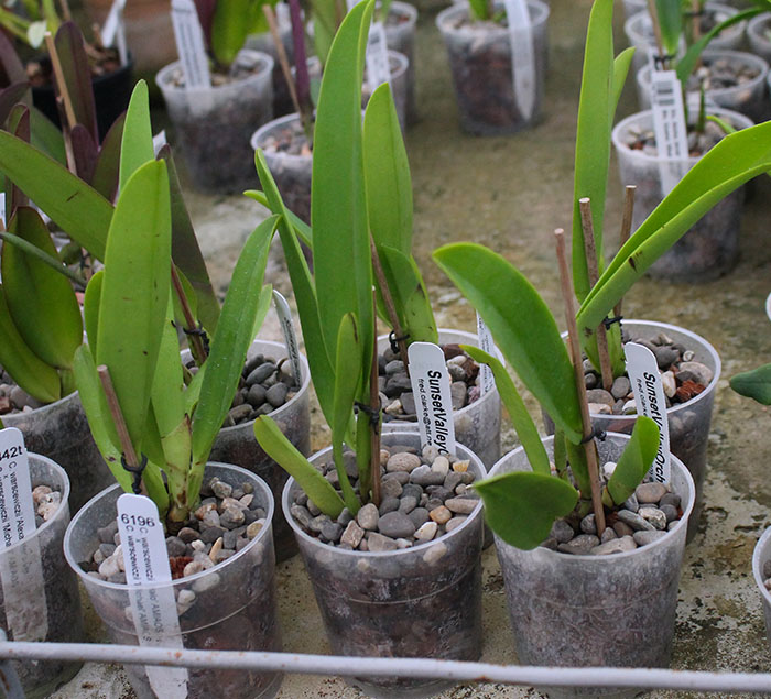 Cattleya warscewiczii ('Halo' x 'Michael').jpg