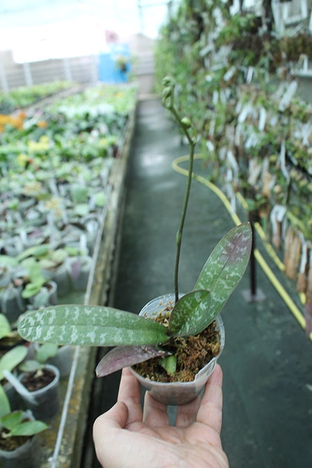 Phalaenopsis stuartiana yellow strain.jpg
