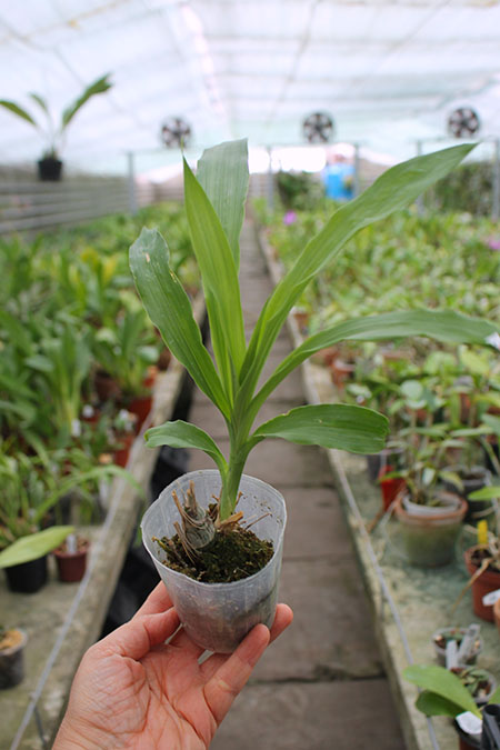 Clowesia Grace Dunn.jpg