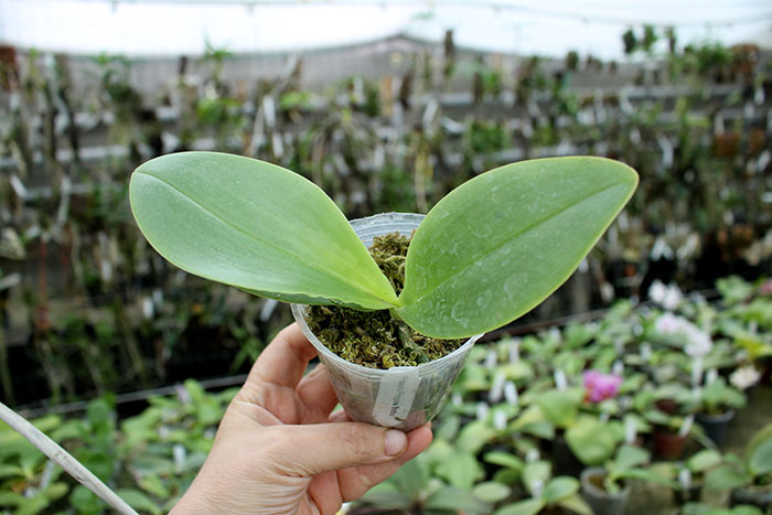 Phalaenopsis Friday's Princess 'Brother' (Natasha x Princess Kaiulani).jpg