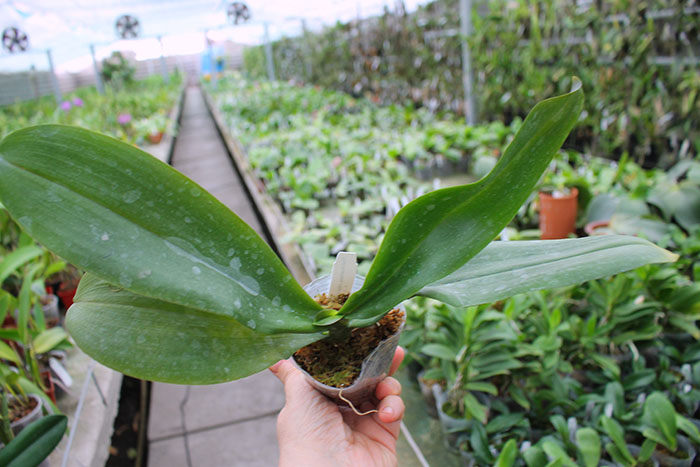 Phalaenopsis stuartiana yellow x Timothy Christopher.jpg