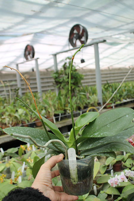 Phalaenopsis Yuan shan Sweet Girl.jpg