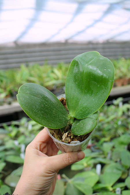 Phalaenopsis Mituo Prince x LD Emerald Bear.jpg