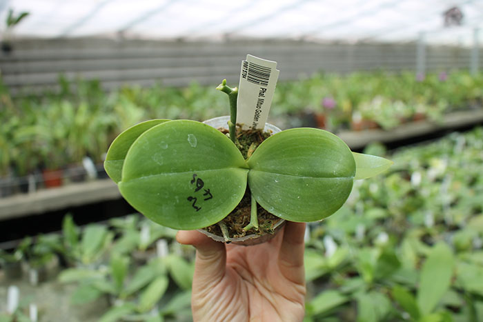 Phalaenopsis Mituo Golden Jewel 'Point'.jpg