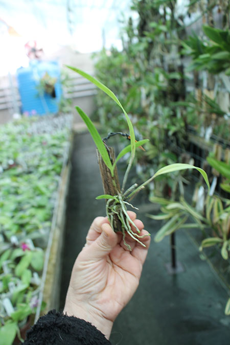 Laelia harpophylla.jpg