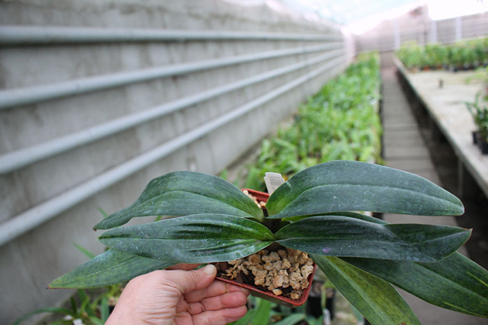 Paphiopedilum (Incharm Circle x Enzan Winston's Vale) x Red Shift.jpg