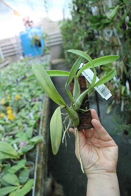 Laelia autumnalis.jpg