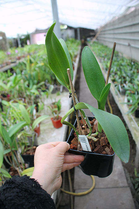 Cattleya aurantiaca x Brassavola glauca.jpg