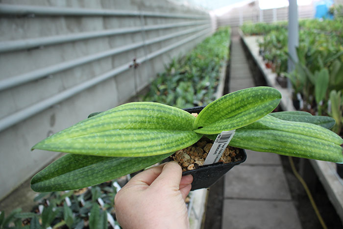 Paphiopedilum Rolfei (rothschildianum x bellatulum).jpg