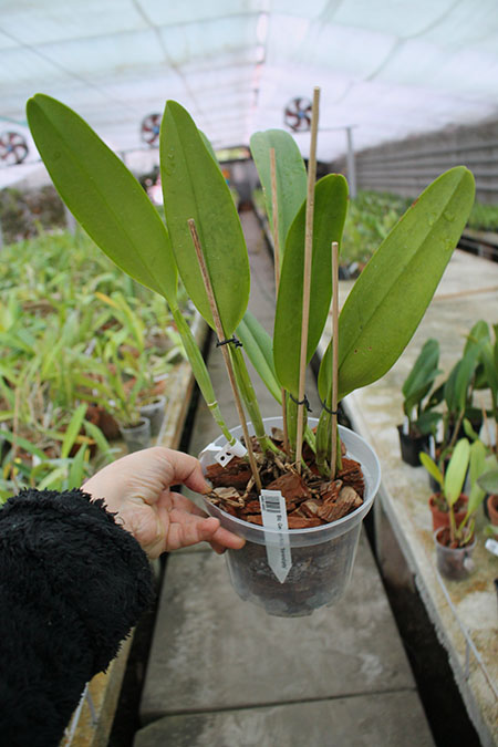 Brassolaeliocattleya George King 'Serendipity'.jpg