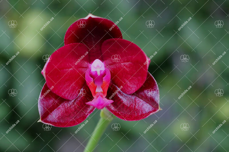 Phalaenopsis Mituo Sun 'Mituo #1' x Ld's Bear King 'RK-1'.jpg