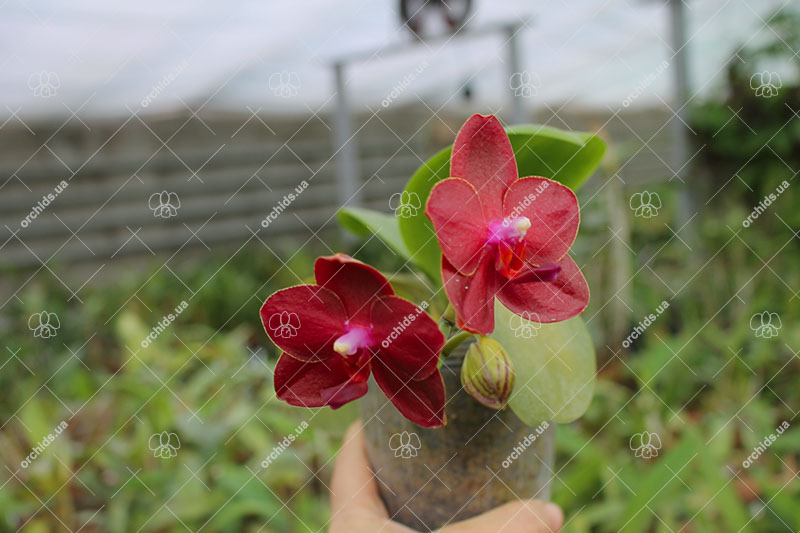 Phalaenopsis Gold Sun x LDS Bear King 'red'.jpg