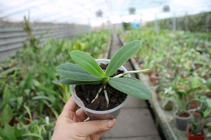 Sedirea japonica.jpg