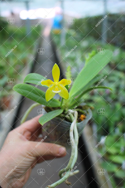 Phalaenopsis cornu-cervi (Green peloric) 'Joseph Wu'.jpg
