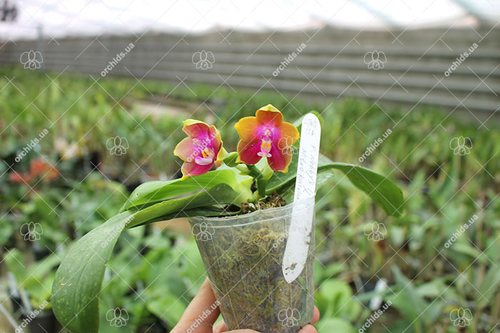 Phalaenopsis Nobby’s Green Eagle x (Sogo Kaiulani-Dragon Tree Eagle).jpg