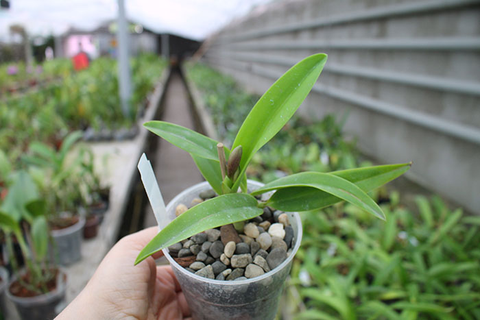 Sophrolaeliocattleya Cosmic Dekite.jpg