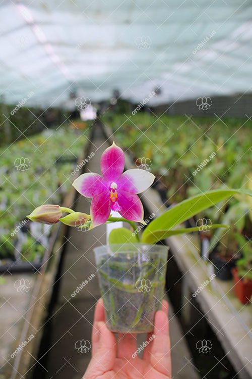 Phalaenopsis Zheng Min Muscadine '323' x speciosa '41-S'.jpg