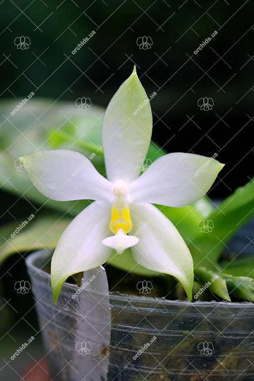 Phalaenopsis violacea alba 'Wanchiao Jungle White'.jpg