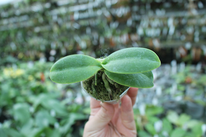 Phalaenopsis Joy little Plums.jpg