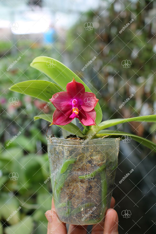 Phalaenopsis Mituo Prince 'Y' x Mituo King Bellina 'R'.jpg