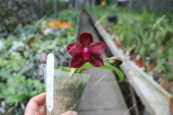 Phalaenopsis Lioulin Goldenfish x Princess Kaiulani flava.jpg