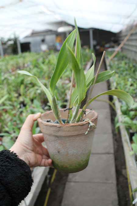 Laeliocattleya Memoria Hideyuki Goto 'Xiang Fei'.jpg