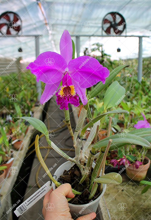 Cattleya lueddemanniana rubra x lueddemanniana escura.jpg