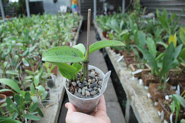 Cattleya leopoldii 'SVO Prince' x leopoldii 'Paul'.jpg