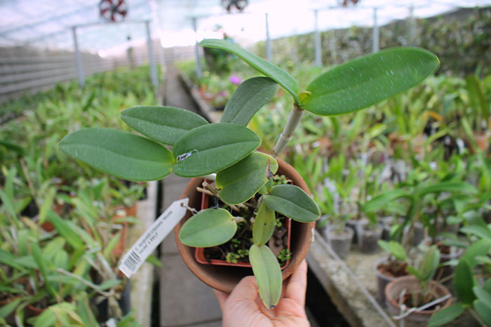 Cattleya leopoldii trilabelo 'Monte Verde' x SELF.jpg