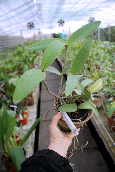 Cattleya intermedia sanguinea 'do Padre Vitus' x Cattleya intermedia flamea 'BF-96'.jpg