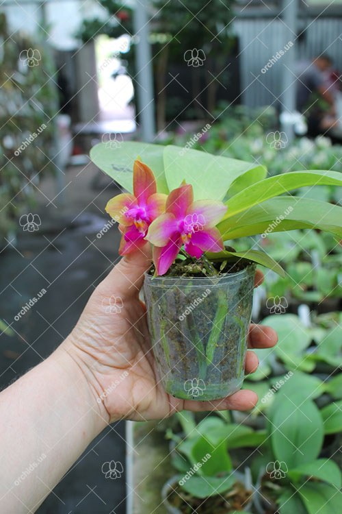 Phalaenopsis (Yin's Bellina Kaiulani x Ld's Bear Queen ) x Dragon Tree Eagle 'Red Eagle'.jpg