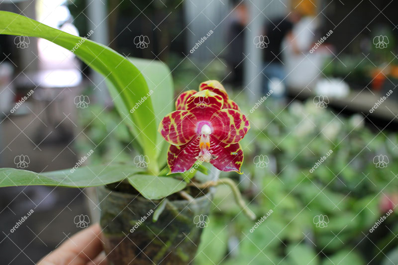 Phalaenopsis Magnificent Mibs 'Mituo #3' x Corona 'M-1'.jpg