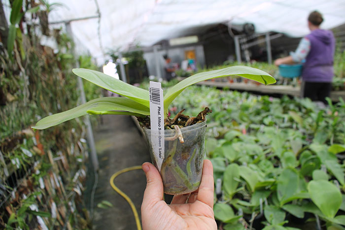 Phalaenopsis Mituo Sun Queen 'Lotus'.jpg