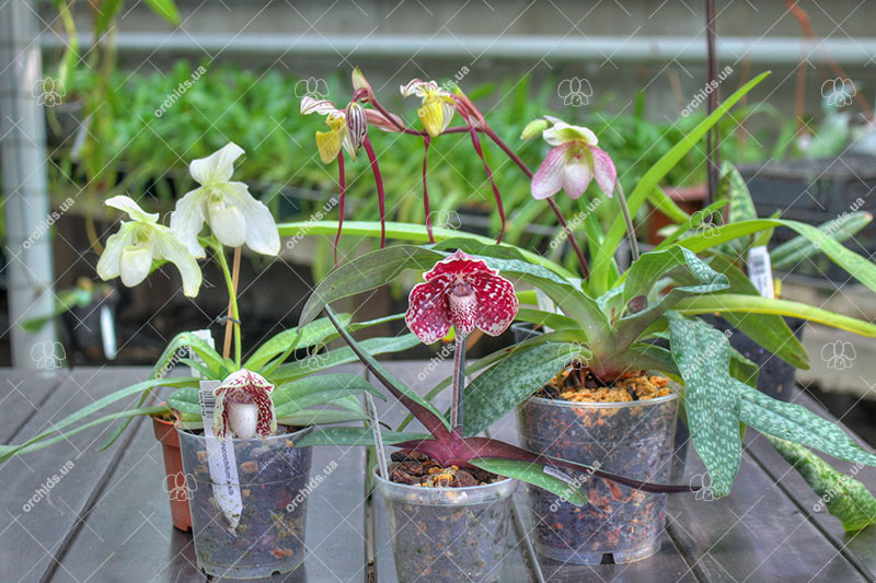 Paphiopedilum orchids.jpg